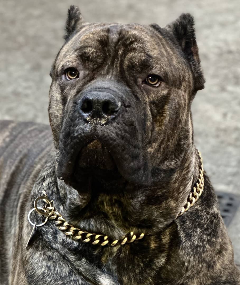 Gold cuban outlet dog chain