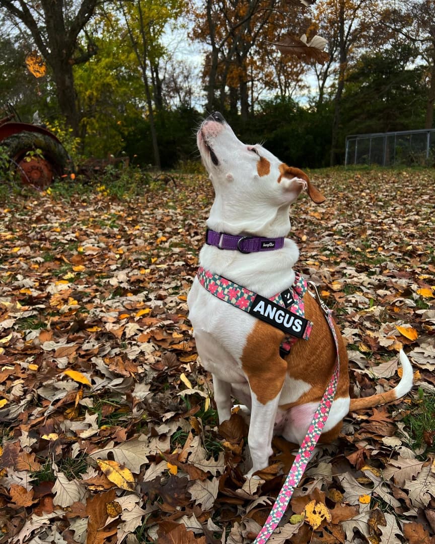 4.Pink Leash Splitter - Lutii matching leash – small dog harness