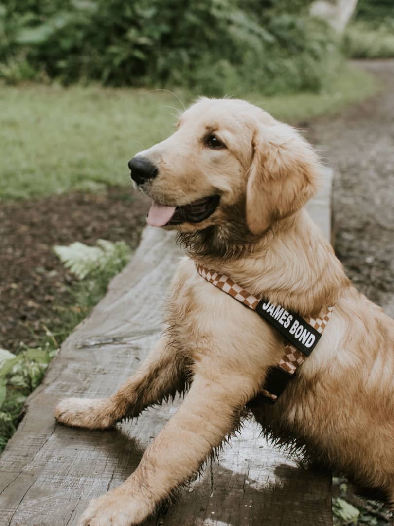 4.Pink Leash Splitter - Lutii matching leash – small dog harness