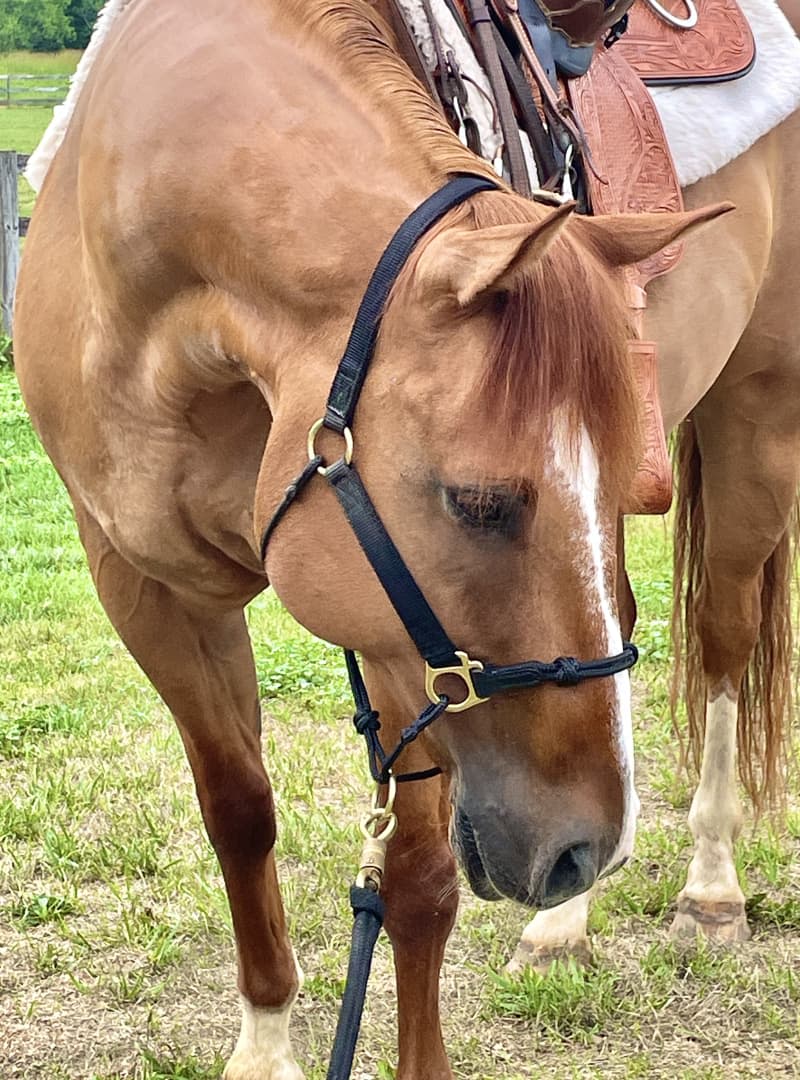 Classic Leather Hybrid Halter® – The Horse Education Company