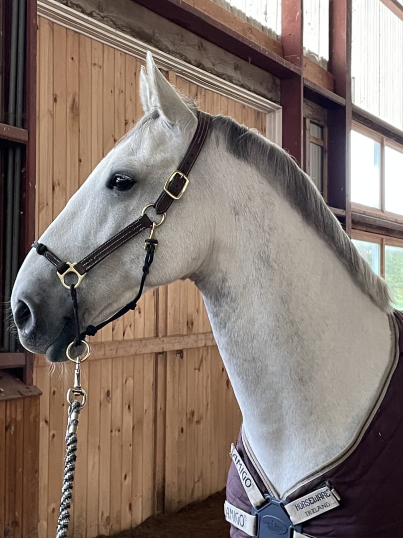 Classic Leather Hybrid Halter® – The Horse Education Company