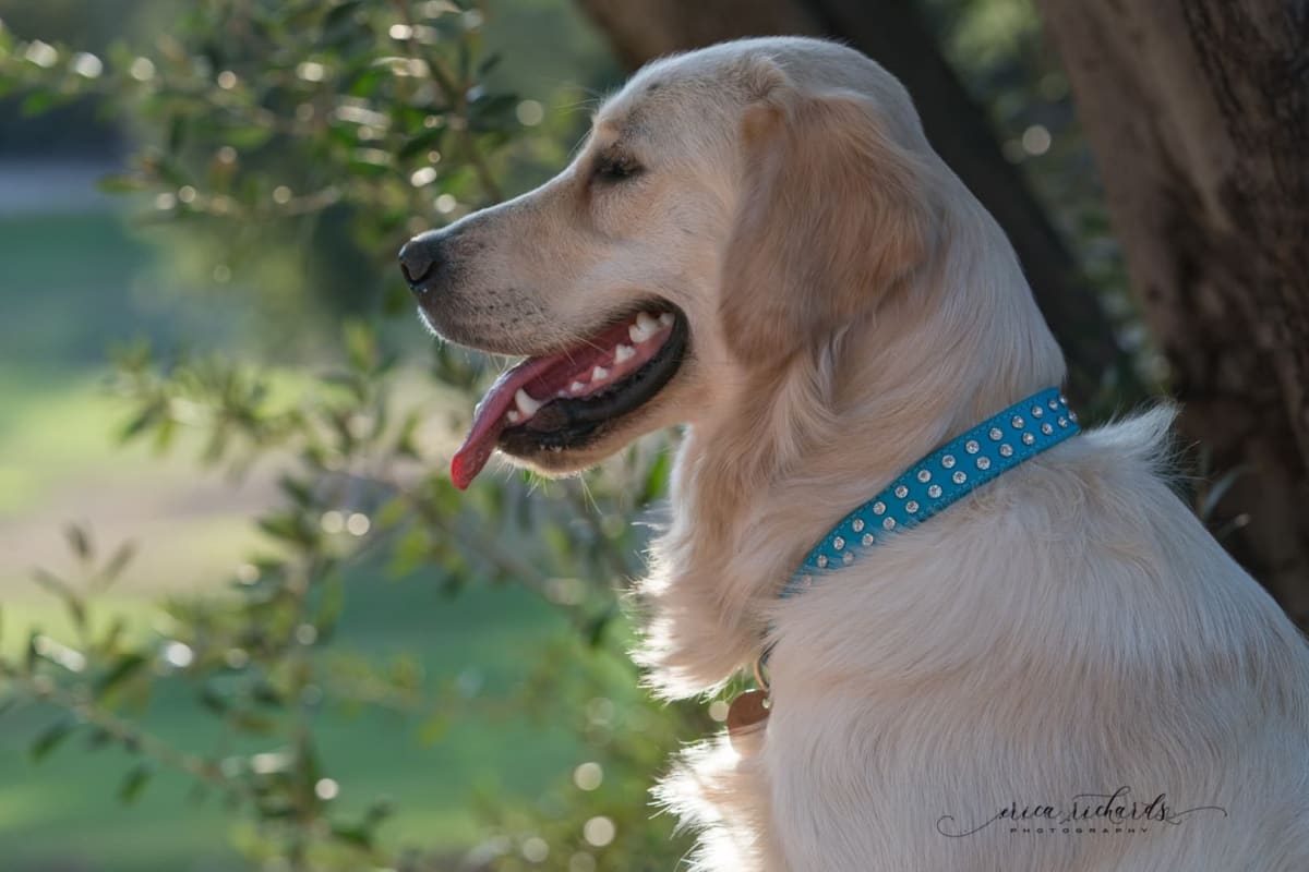 Real leather ice cream collar with Swarovski by DOG'S ATELIER – Petsaporter