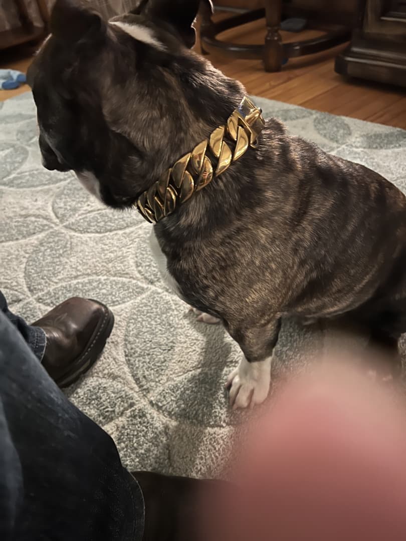 19mm Gold Dog Chain Collar, Cuban Link Dog Collar, 18k Gold Plated 20x  Thicker 316l Gold Chain Dog Collar Necklace, Chew Proof Heavy Duty Pitbull