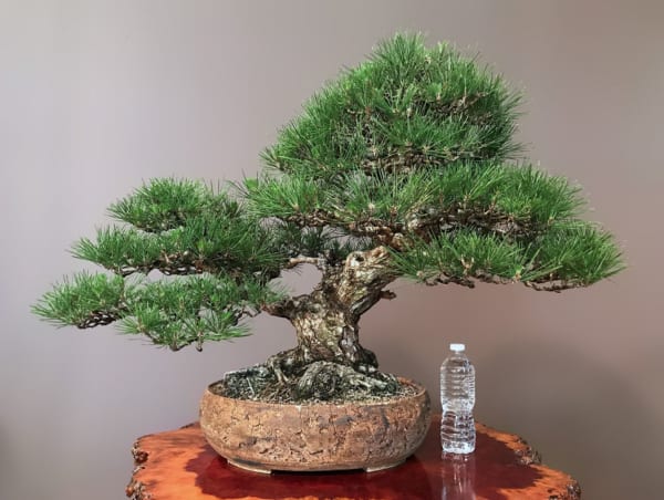 Japanese Black Pine Sold