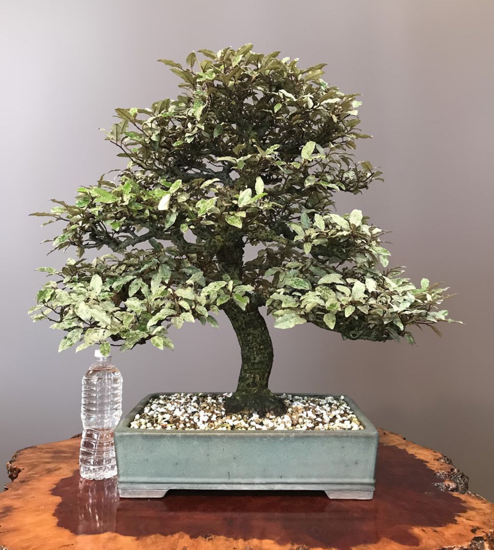 Gumi Silverberry Sold