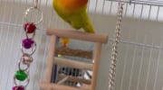 Baby orange head fisher Lovebird Handfeed