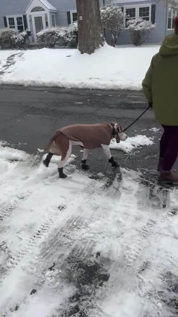 Dog Boots | Exclusively big dog clothing – Pit Bull Outfitters