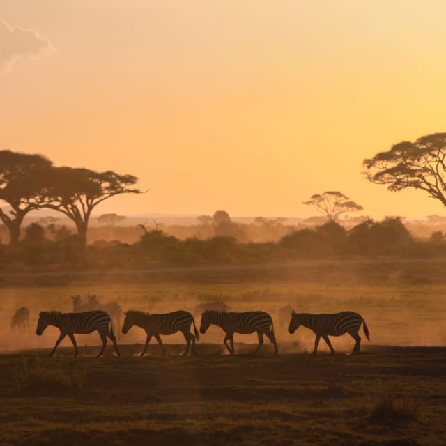 African Safari