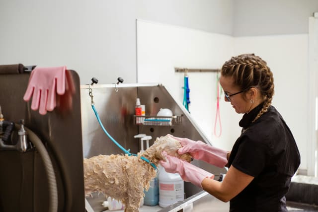 Compassionate Dog Grooming