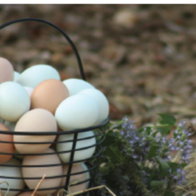 wire basket full of multicolor eggs on grass