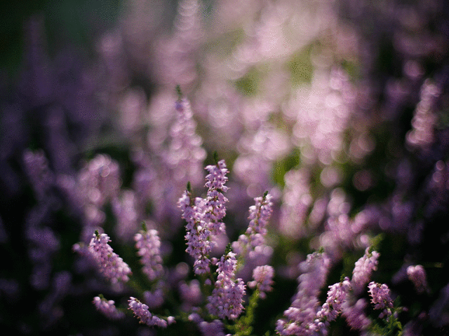 Find lyng i den vestjyske natur