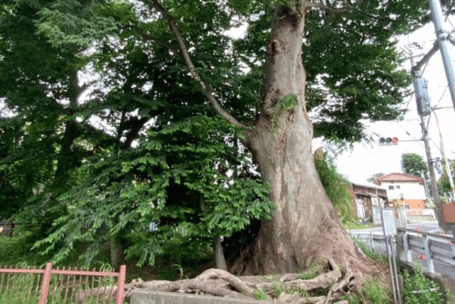 万年橋のケヤキ-thumb-0