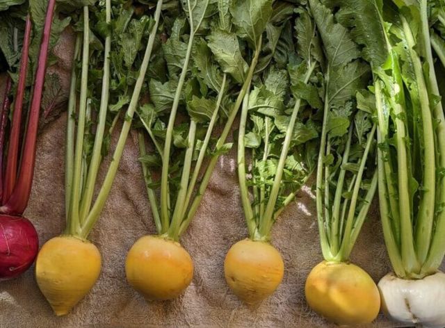 菜園場（小山農園）-thumb-2