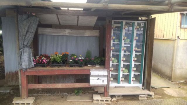 大木園芸-thumb-0