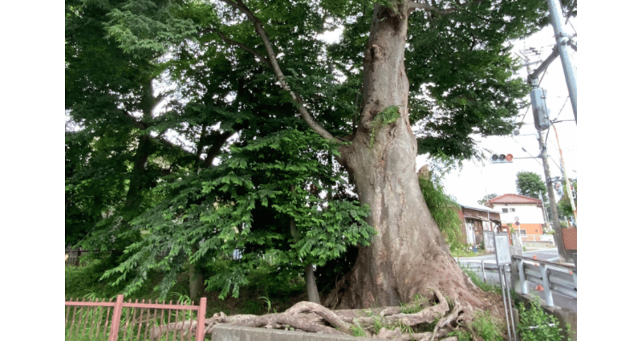 万年橋のケヤキ