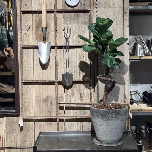 garage TOKYO | 観葉植物 鉢セット | NEW PORT | ニューポート | 商業