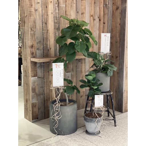 garage TOKYO | 観葉植物 鉢セット L（大丸有エリア限定配送商品