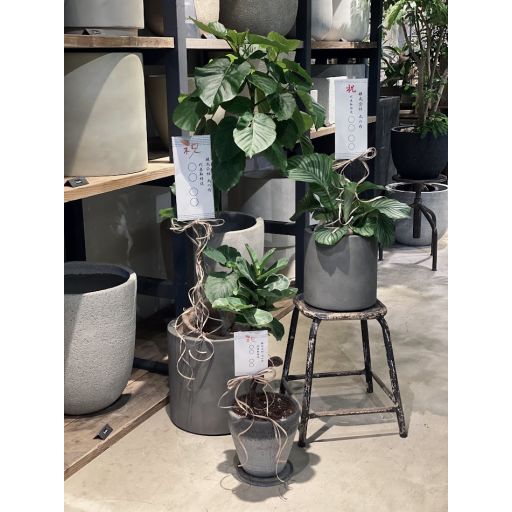 garage TOKYO | 観葉植物 鉢セット | NEW PORT | ニューポート garage TOKYO | 観葉植物 鉢セット | NEW PORT | ニューポート