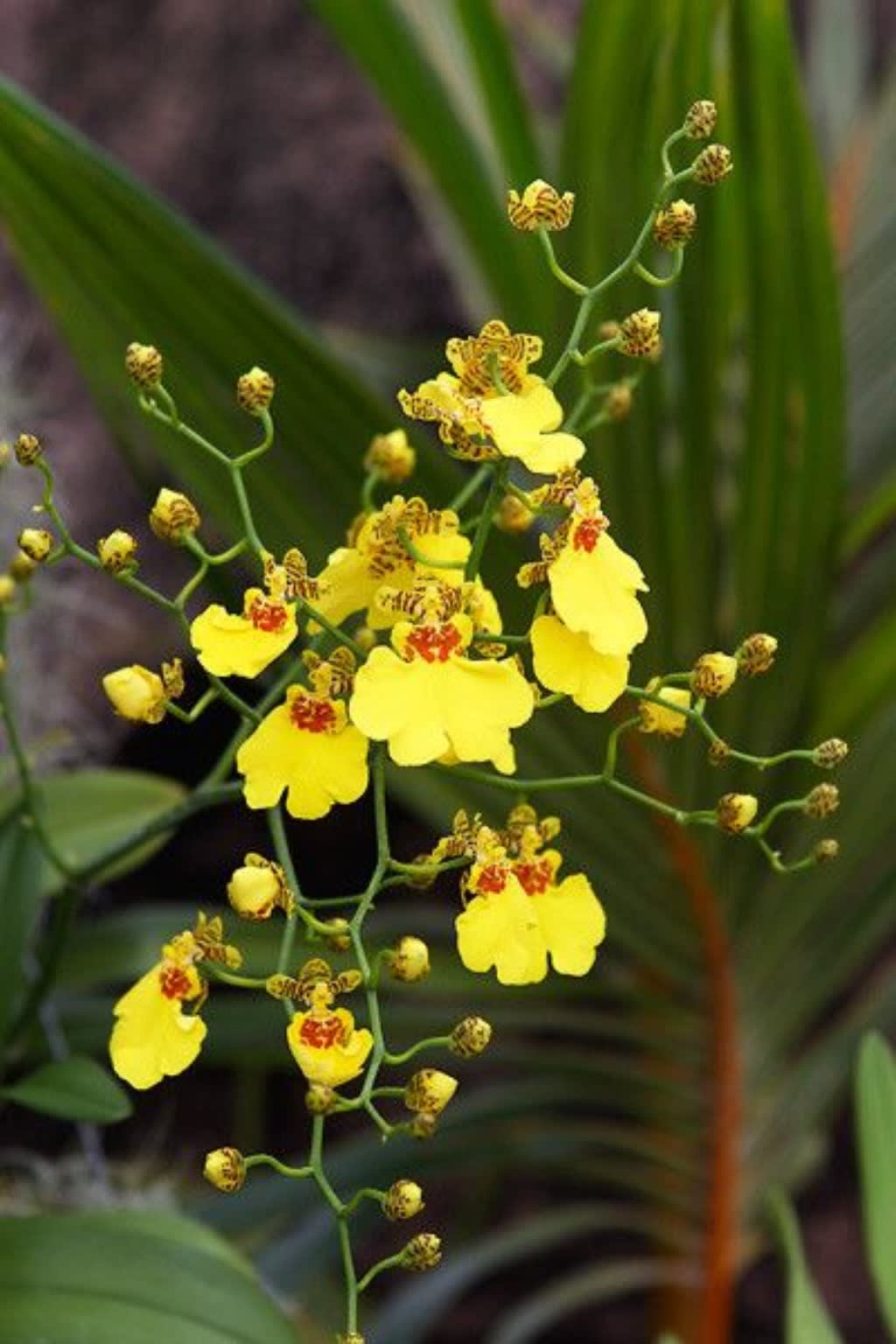 Yellow Oncidium Orchid thumbnail 2