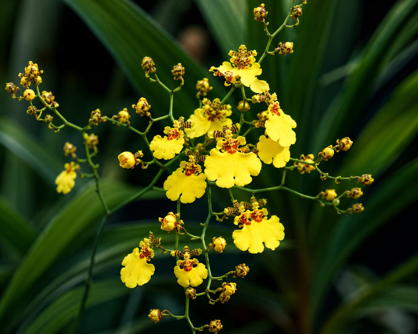 Yellow Oncidium Orchid