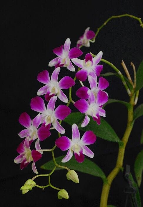 Magenta Dendrobium Orchid thumbnail 2