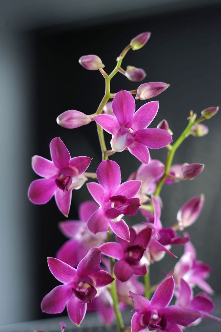 Magenta Dendrobium Orchid