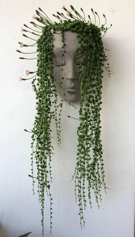 Dischidia (String of Pearls) thumbnail 2