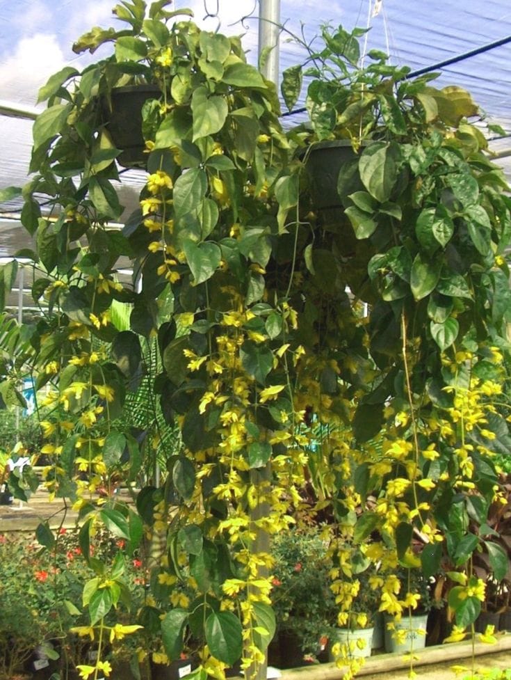 Creeper Plant