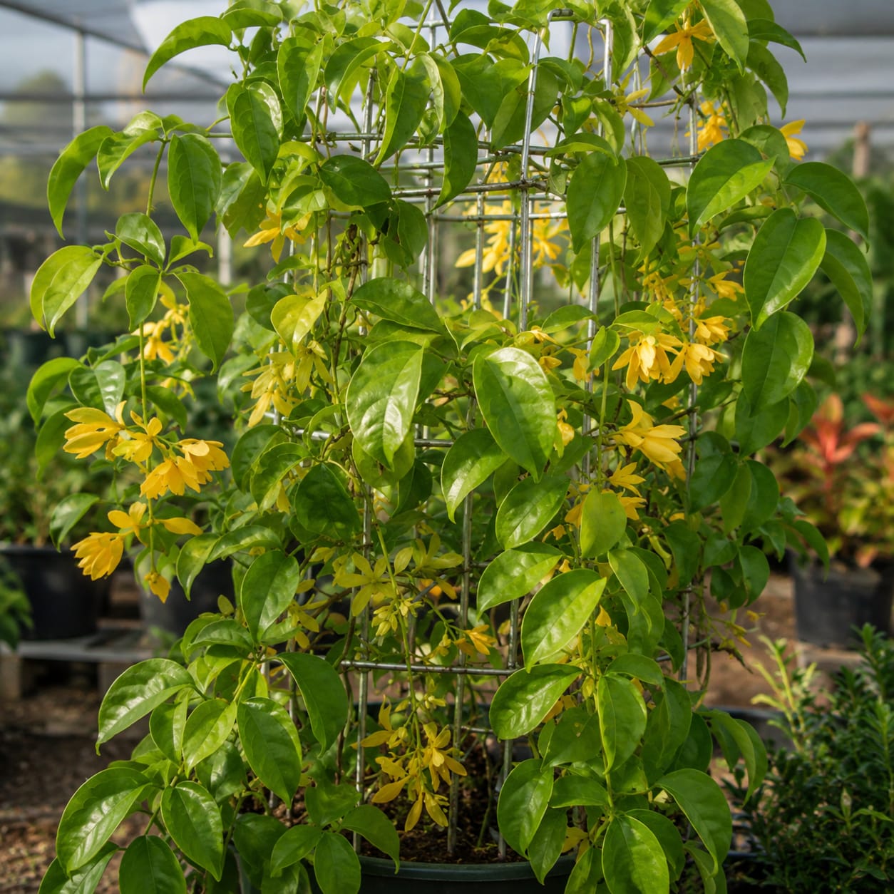 Creeper Plant thumbnail 2