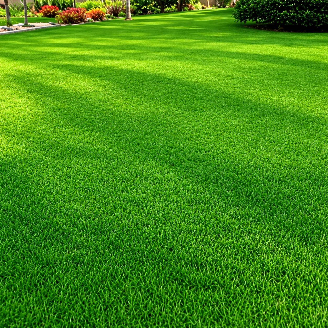 Mexican Grass thumbnail 3