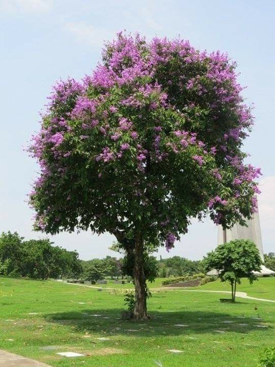 Lagerstroemia speciosa – Queen's Crape Myrtle