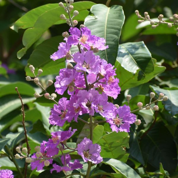 Lagerstroemia speciosa – Queen's Crape Myrtle thumbnail 2