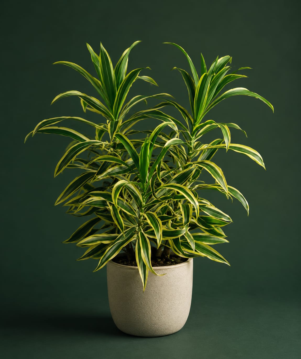 Song of India (Dracaena reflexa) thumbnail 1