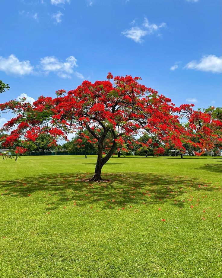 Gulmohar Tree (Delonix regia)