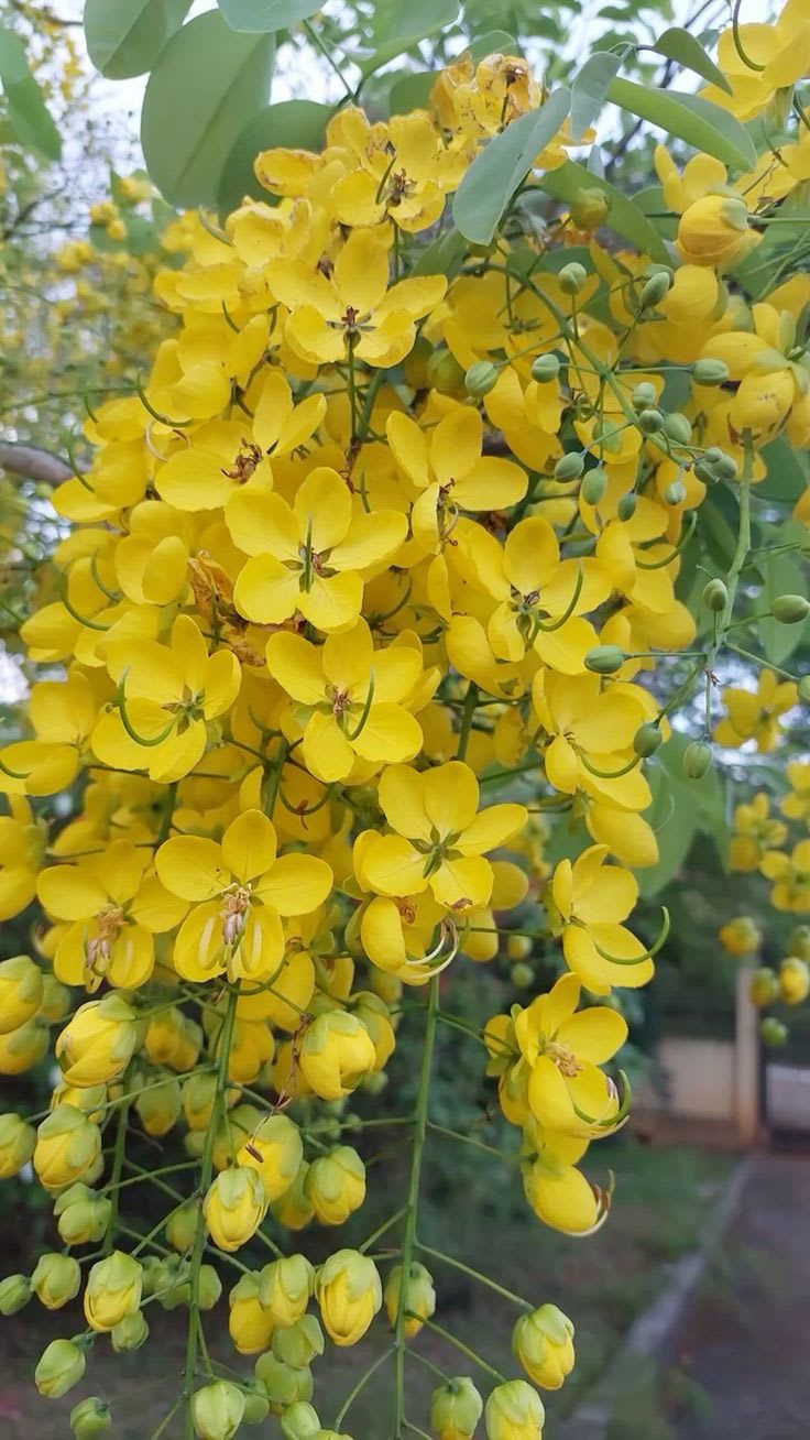 Cassia fistula – Golden Shower Tree thumbnail 2