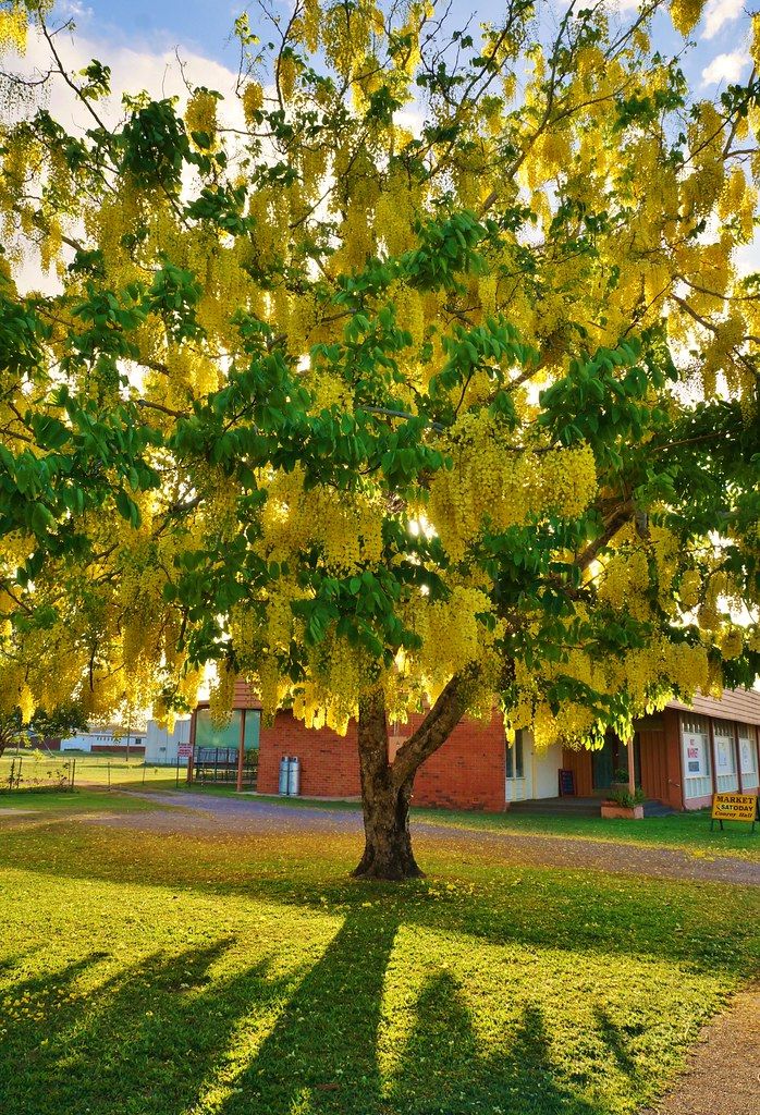 Cassia fistula – Golden Shower Tree