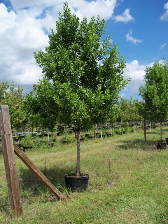 Damas Tree (Conocarpus erectus) thumbnail 3