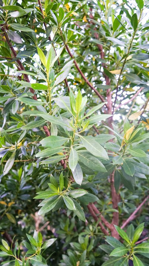 Damas Tree (Conocarpus erectus) thumbnail 2