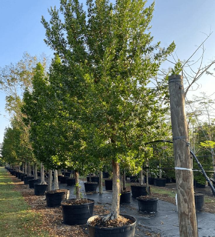 Damas Tree (Conocarpus erectus) thumbnail 1