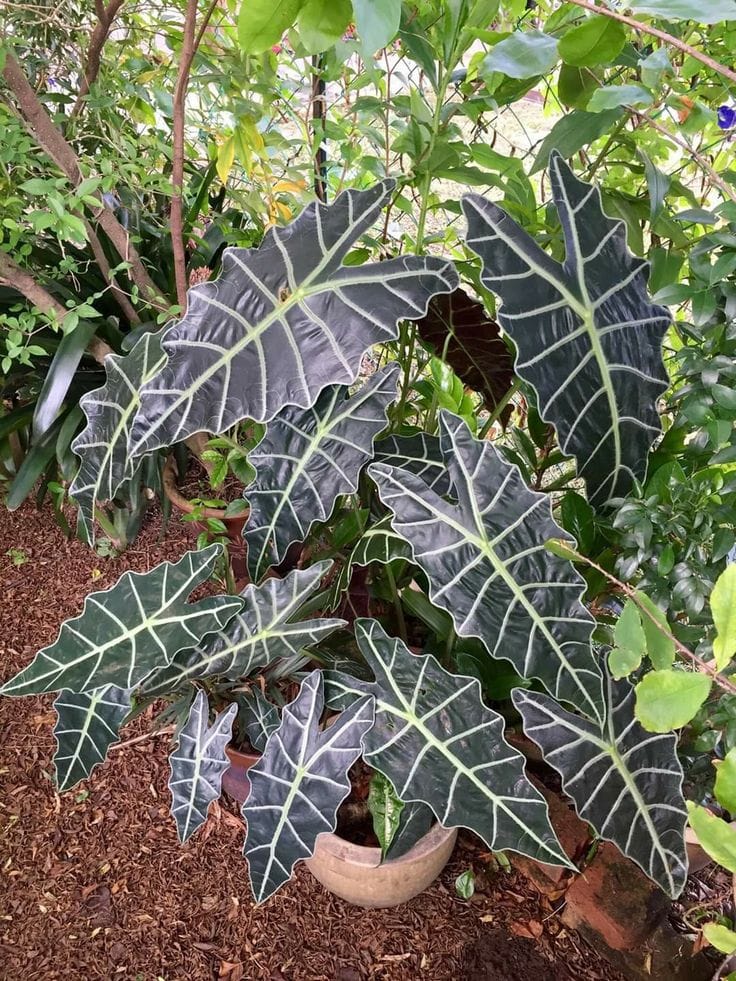 Alocasia Polly – African Mask Plant thumbnail 2