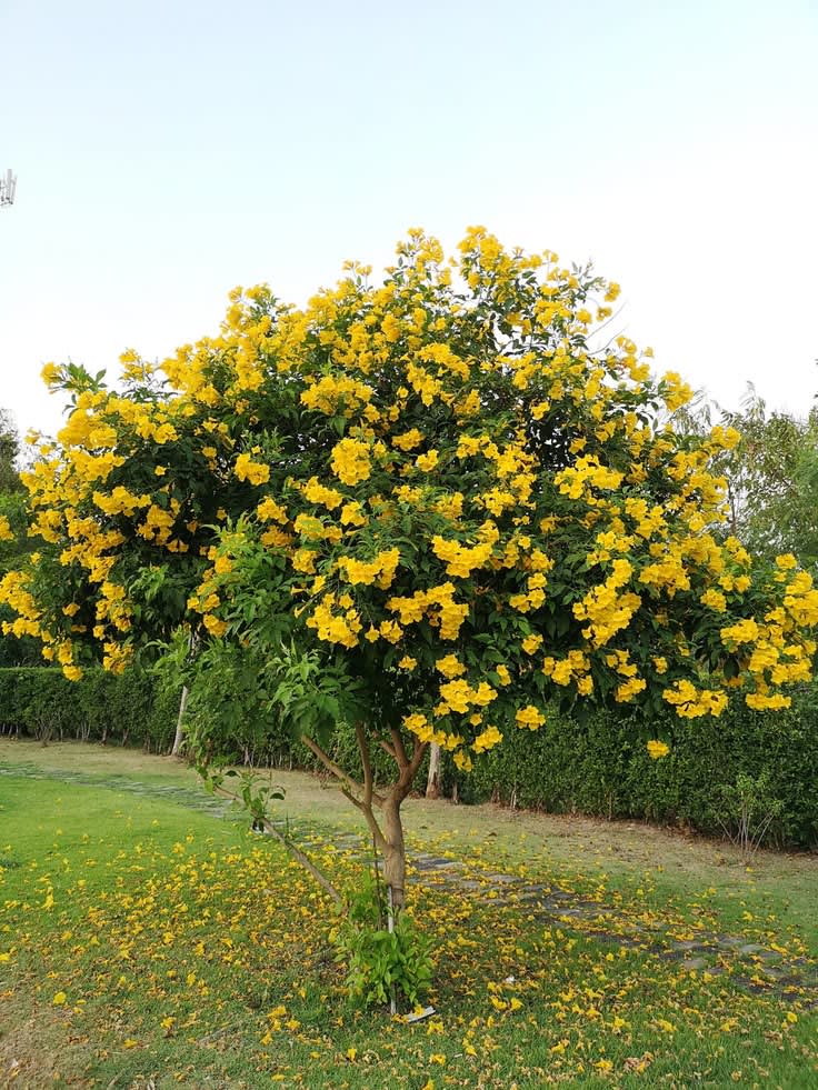 Yellow Tabebuia – Golden Trumpet Tree thumbnail 2