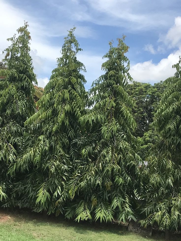 Saracca Indica thumbnail 2