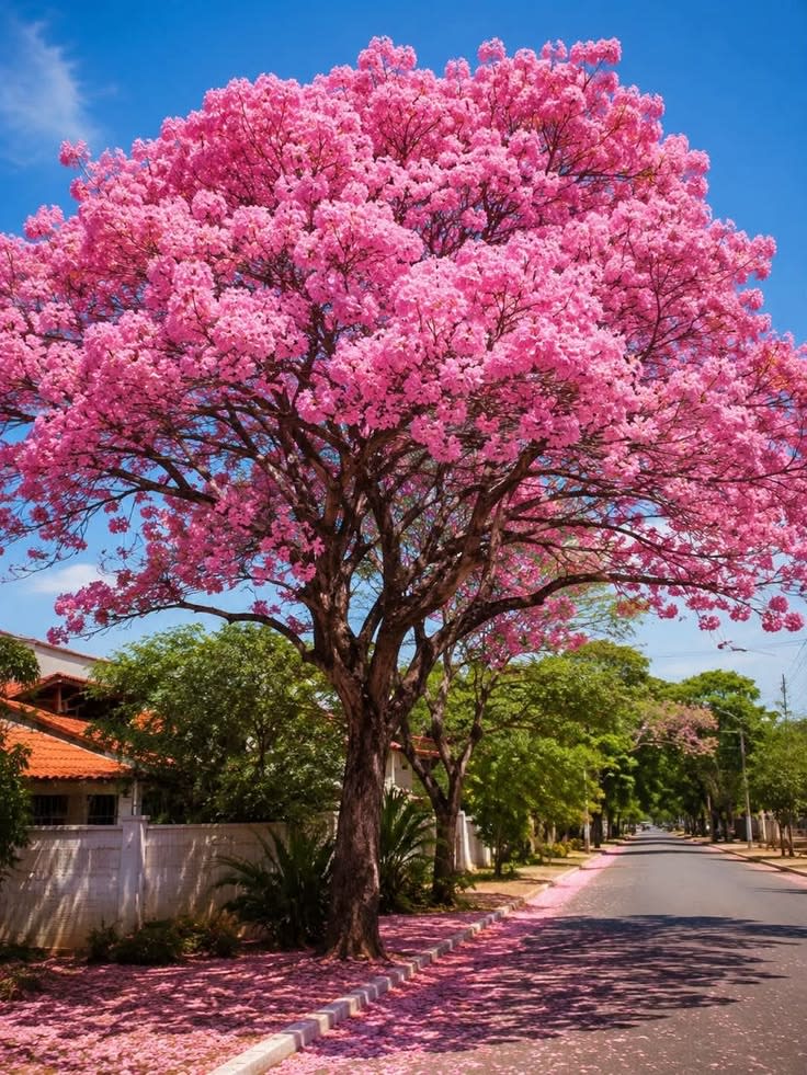 Tabebuia rosea (Pink Trumpet Tree) thumbnail 1