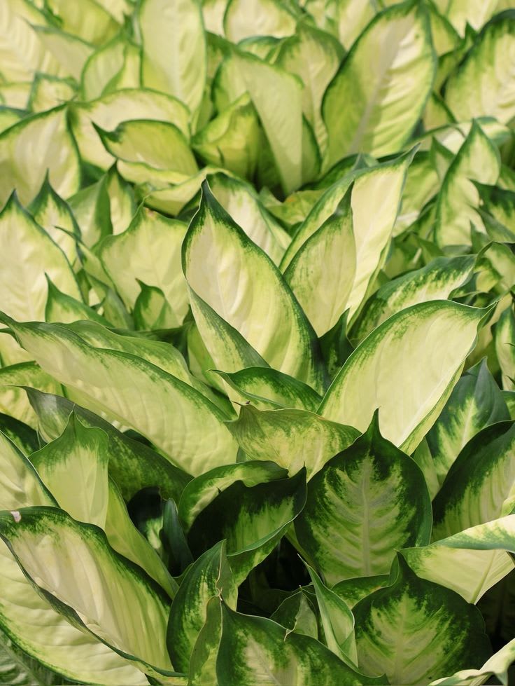 Dieffenbachia – Dumb Cane thumbnail 2
