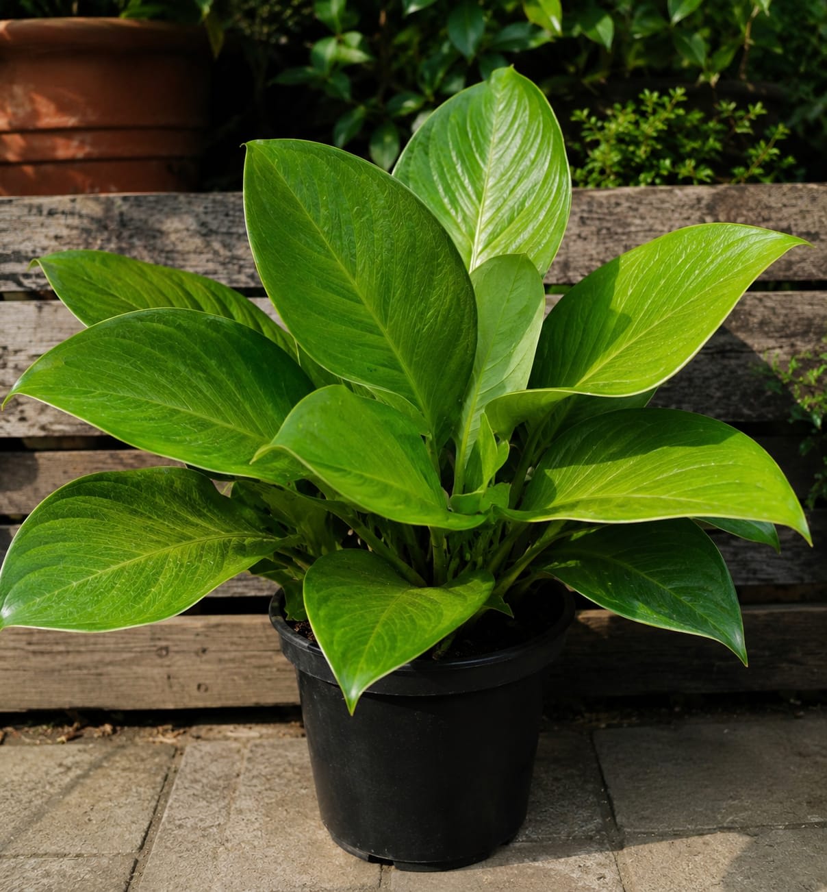 Anthurium Foliage– Cardboard Plant thumbnail 2