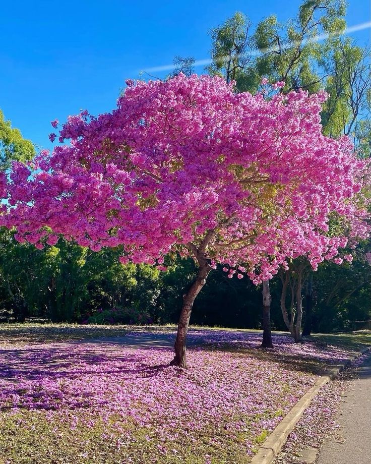 Tabebuia rosea (Pink Trumpet Tree) thumbnail 2