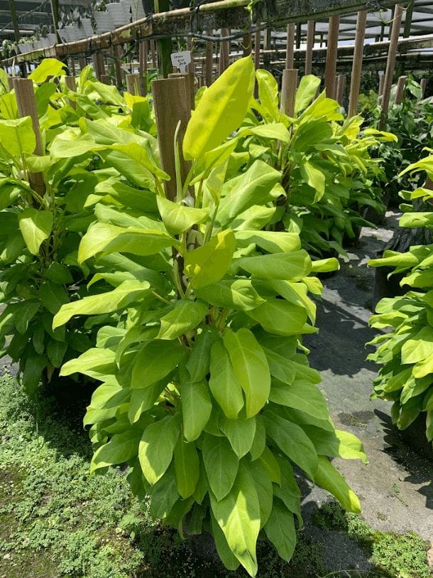 Philodendron Ceylon Golden thumbnail 1