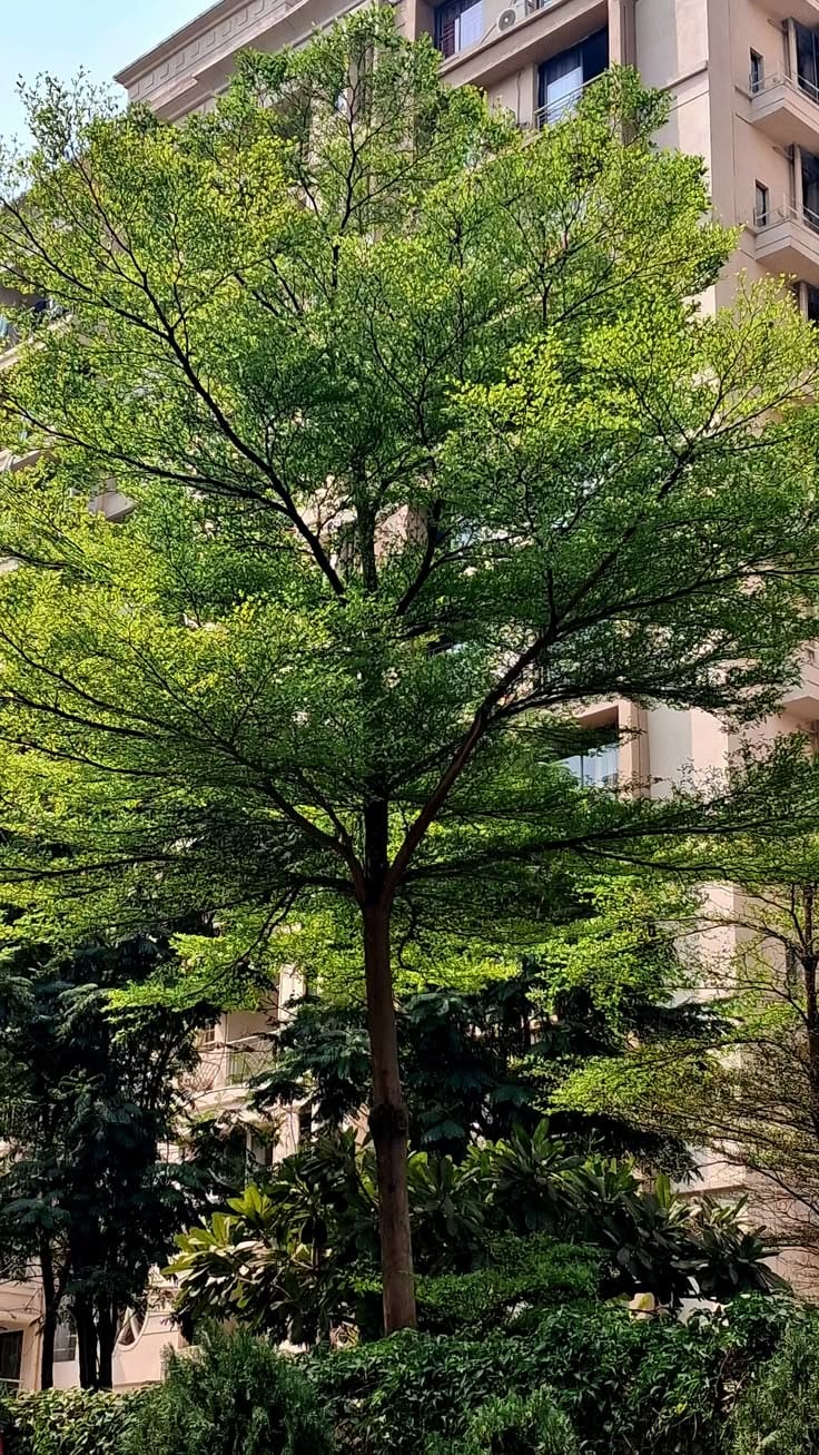 Terminalia mantaly – Madagascar Almond thumbnail 2