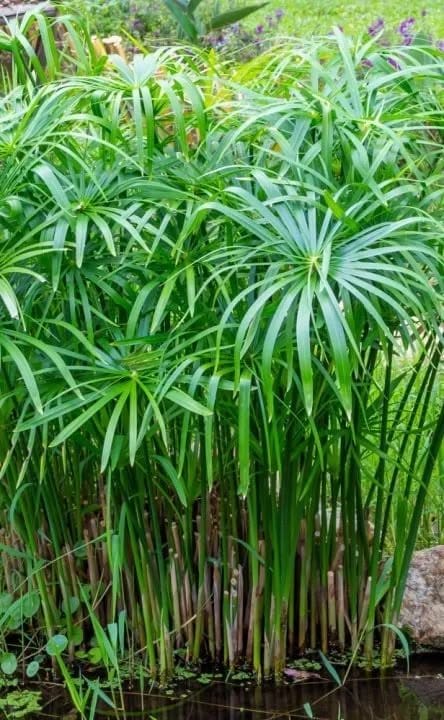 Umbrella Palm thumbnail 2