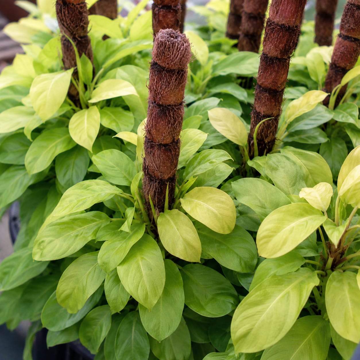 Philodendron Ceylon Golden thumbnail 2